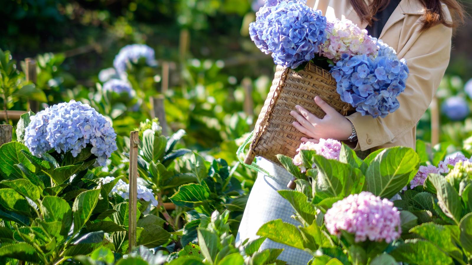 Hydrangea Mastery: From Planting to Bloom