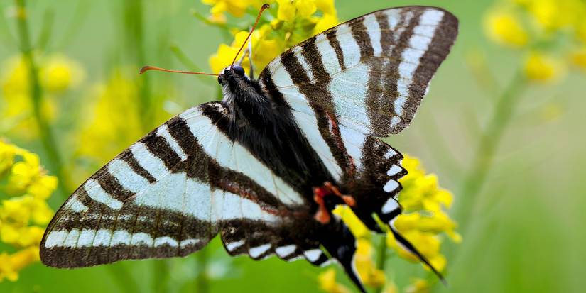 Insect Camouflage: How Garden Bugs Thrive
