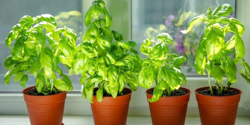 Container Gardening: 5 Plants With Shallow Roots Perfect For Small Pots