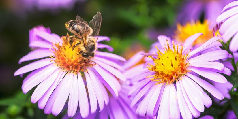 Create a Thriving Fall Garden With 8 Late Summer Tasks