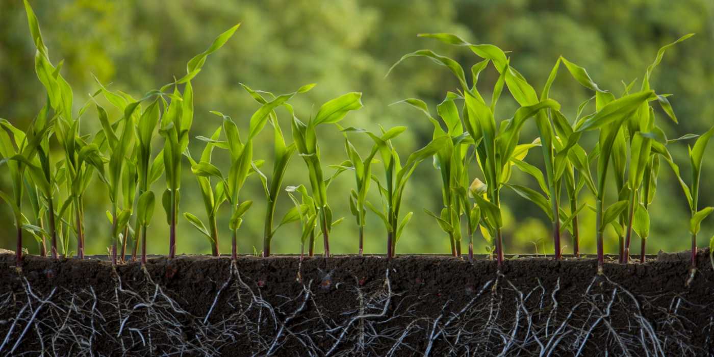 Corn Roots Soil No Till Gardening Hacks: Why Flipping Soil Is Outdated