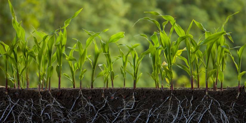 The Science Behind Plant Growth: Gravity, Light, and Water