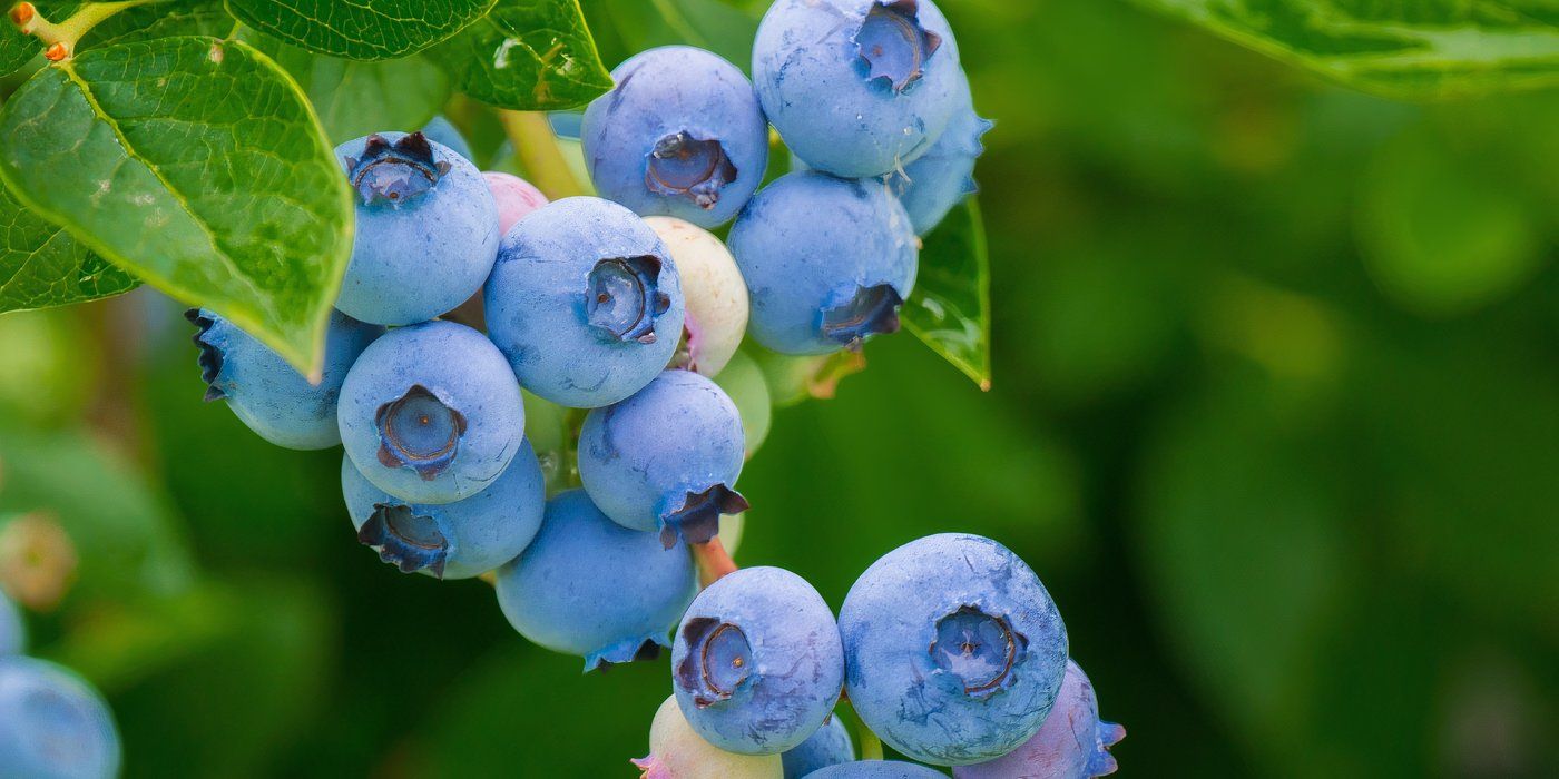 Edible Berries: 5 Types of Berries Ready to Harvest During Fall