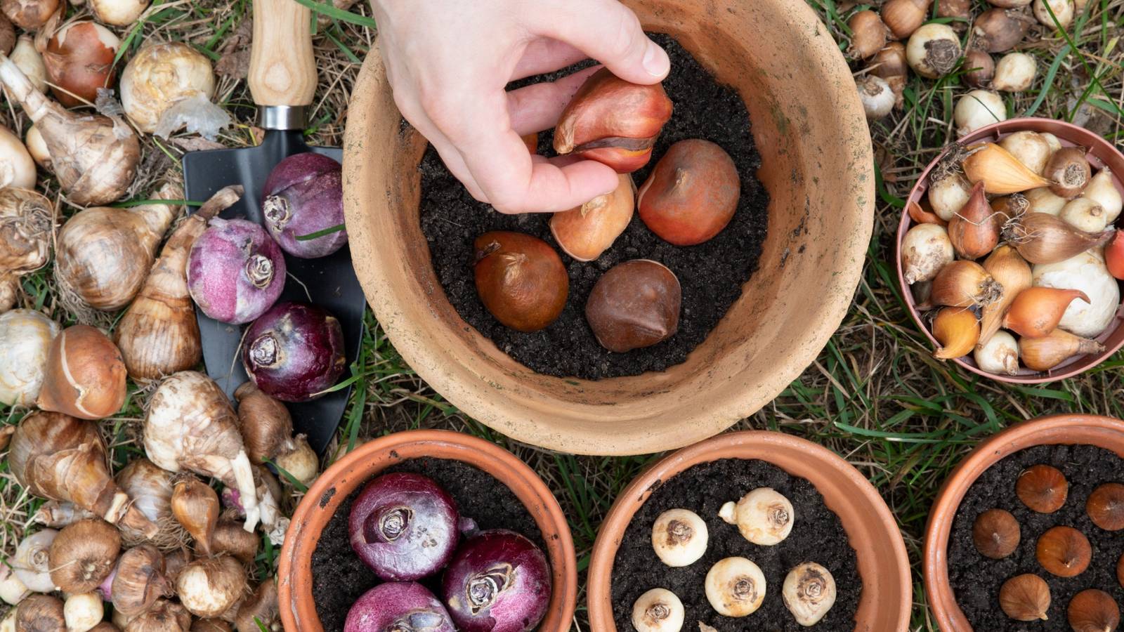 Bulb Spring Press What To Plant in September: 5 Spring Bulb Choices