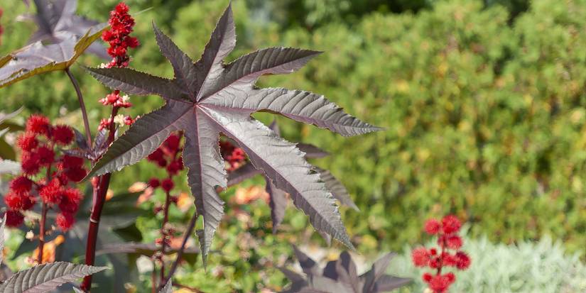 5 Natural Trellises That Support and Beautify Your Garden