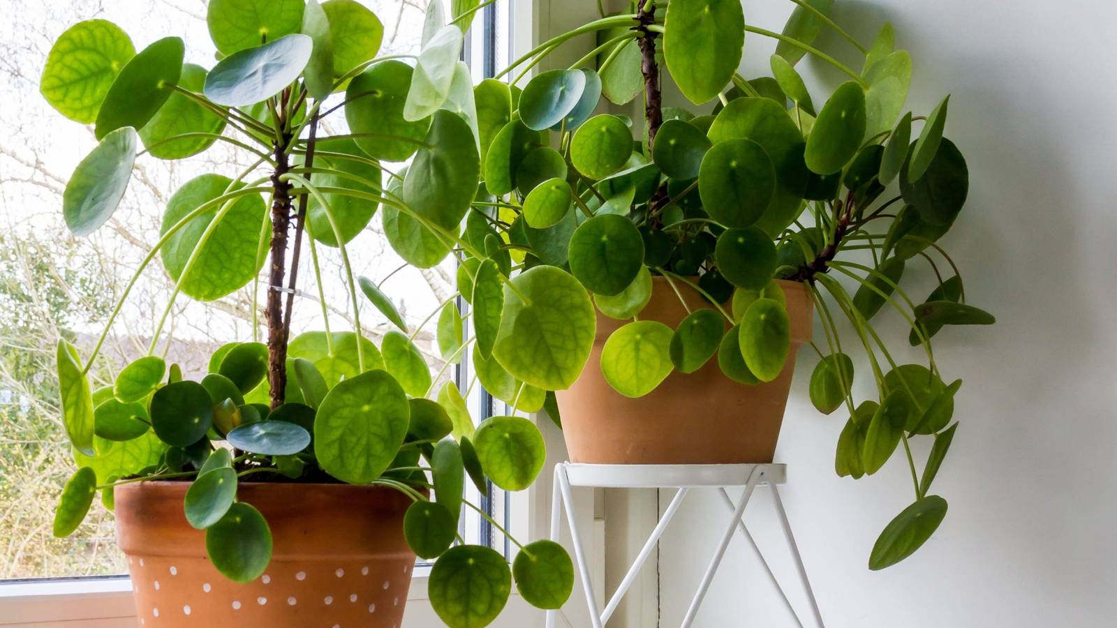 Water, Roots, Repeat: The Easiest Way to Multiply Your Pilea