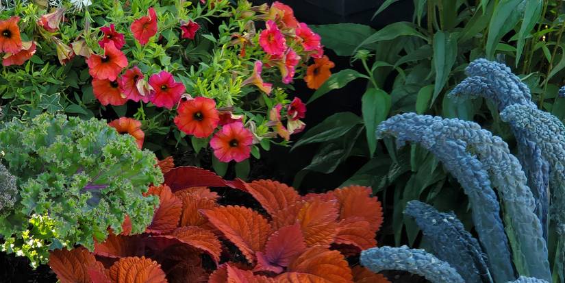 Interplanting Examples Discover Interplanting: Can It Work for Your Garden?