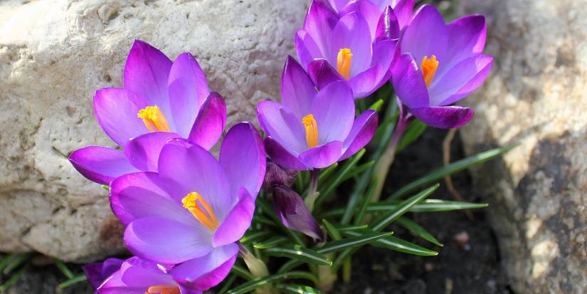 What To Plant in September: 5 Spring Bulb Choices