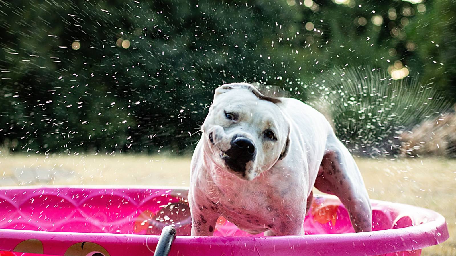 Fun DIY Dog Pool Projects to Keep Your Furry Friend Cool