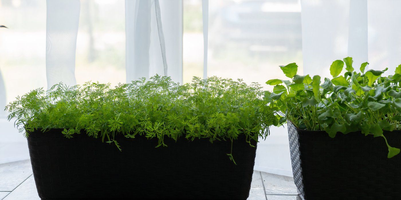 FENNEL ガーデン Wild Fennel – Nest & Flowers