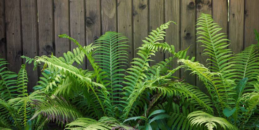 Landscaping Design: Top Plant Pairings to Grow With Hostas