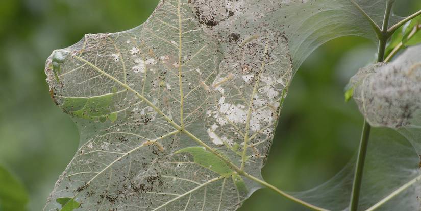 Sod Webworms: 5 Signs These Garden Pests Made a Home in Your Space