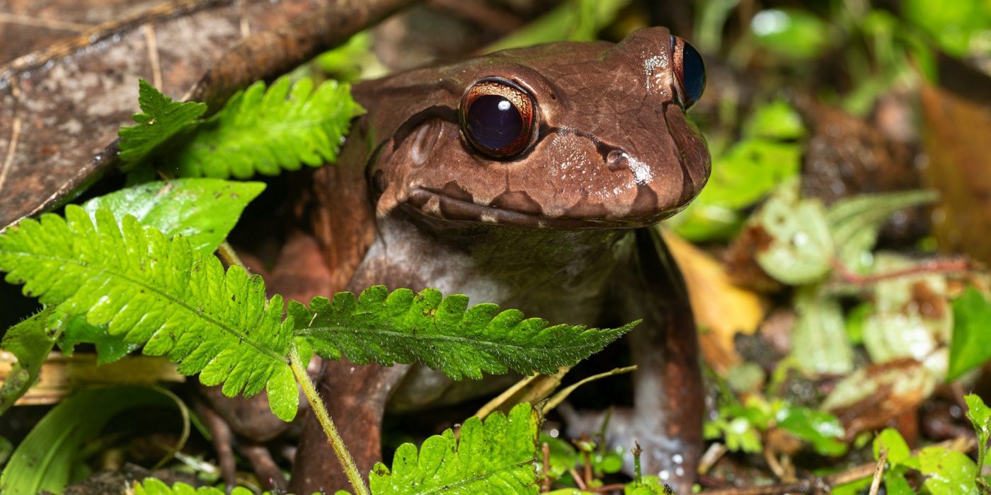 Invite Wildlife to Your Yard: Build a Fall Habitat for 9 Animals