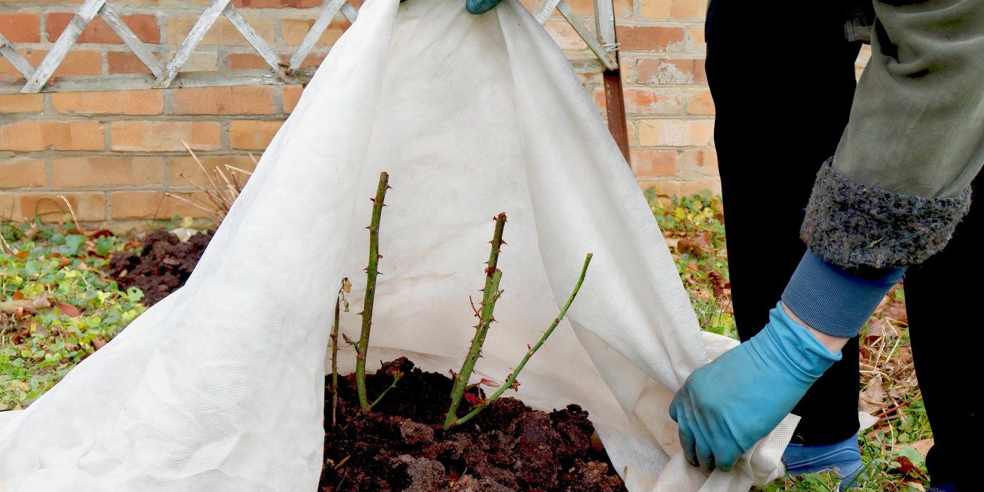 Roses That Never Stop Blooming? Here's the Secret Garden Hack