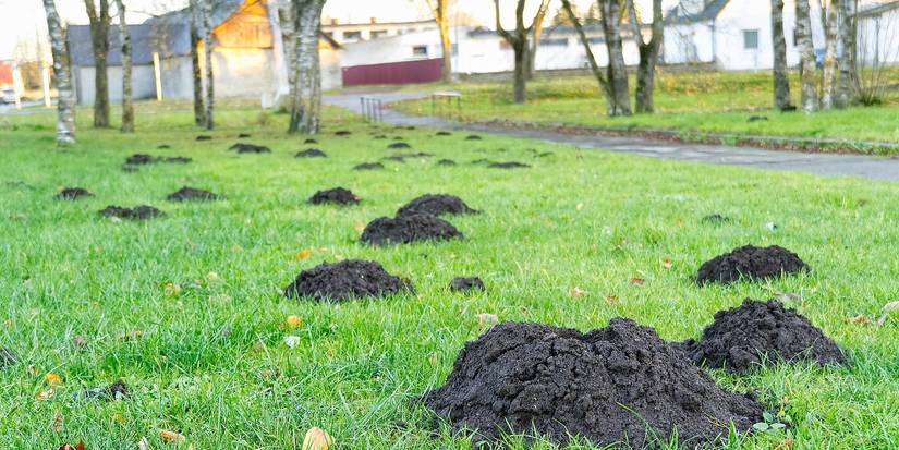 What's the Difference Between Mole vs Snake Holes?