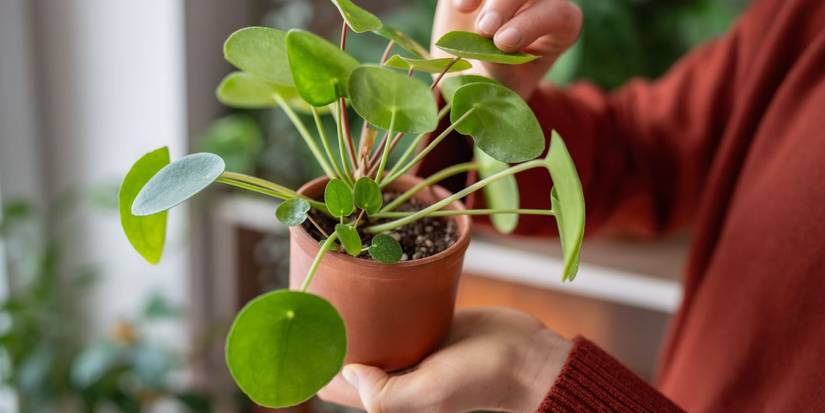 How to Grow and Care for a Chinese Money Plant