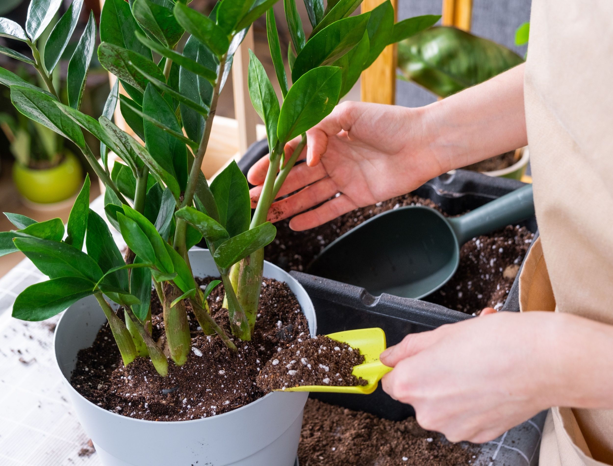 8 Container Gardening Pitfalls That Lead to Plant Failure