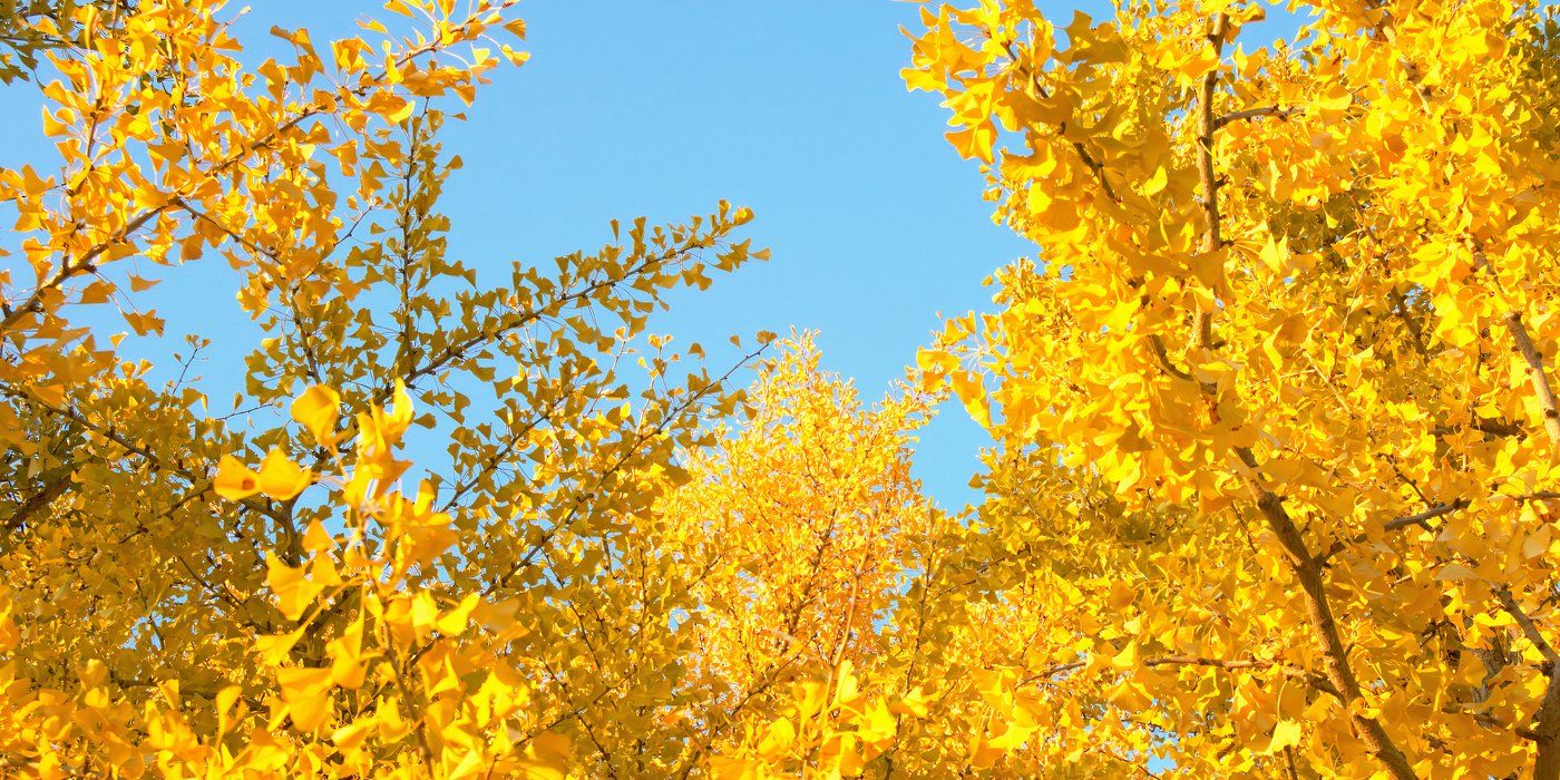 Vibrant Fall Hues: 6 Plants With the Brightest Seasonal Colors