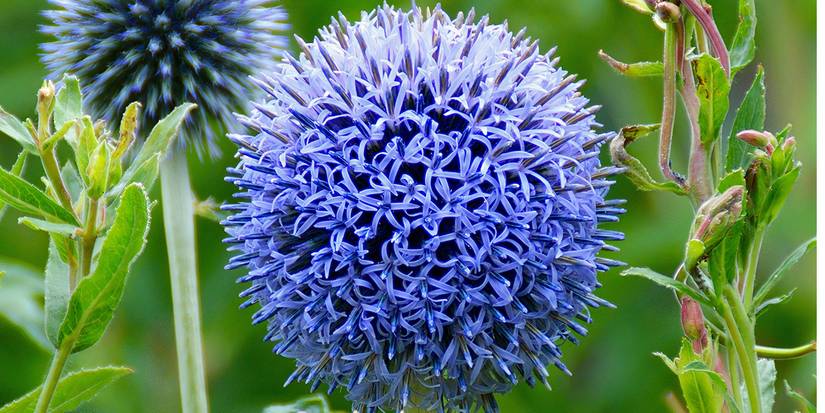Globe Thistle