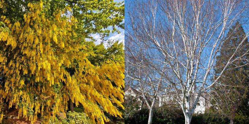 Middle Earth Trees: Bring the Essence of the Rings of Power to Your Space