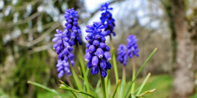 5 Flowers You Should Stake in Early Spring