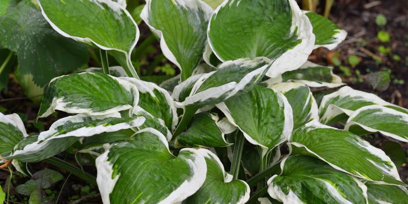7 Gorgeous Plants with Striking Variegated Foliage