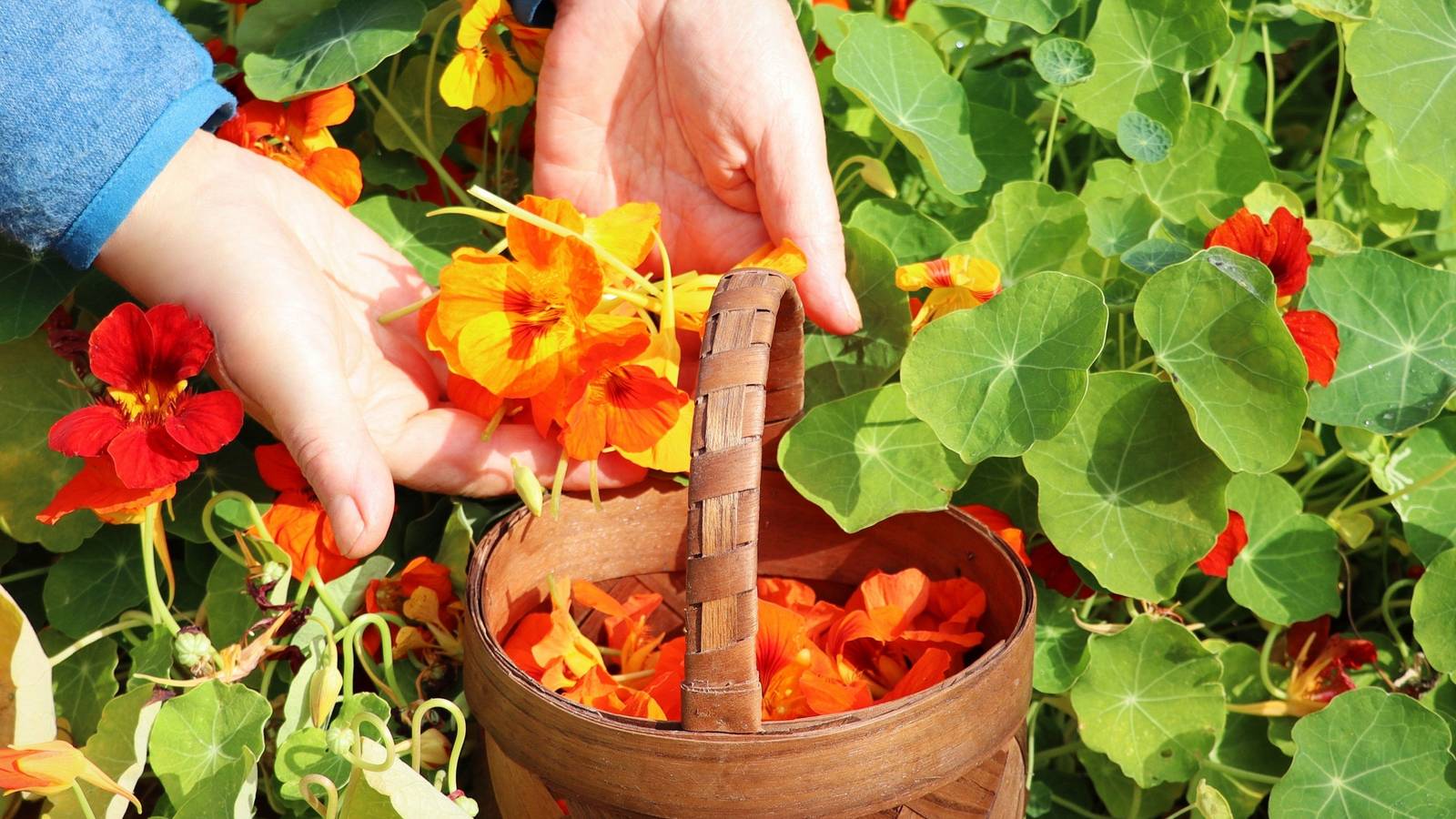 Grow Five Edible Flowers Right in Your Kitchen