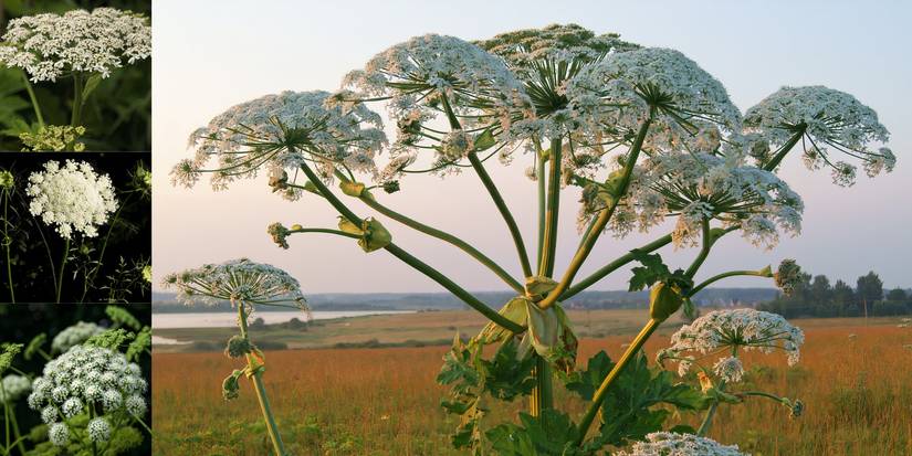 Transform Your Garden: A Wildflower Meadow That Thrives in the Shade