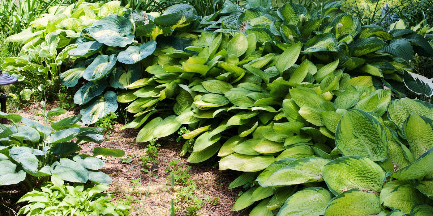 Shade Loving Groundcovers: How to Beautify Your Garden Under the Trees