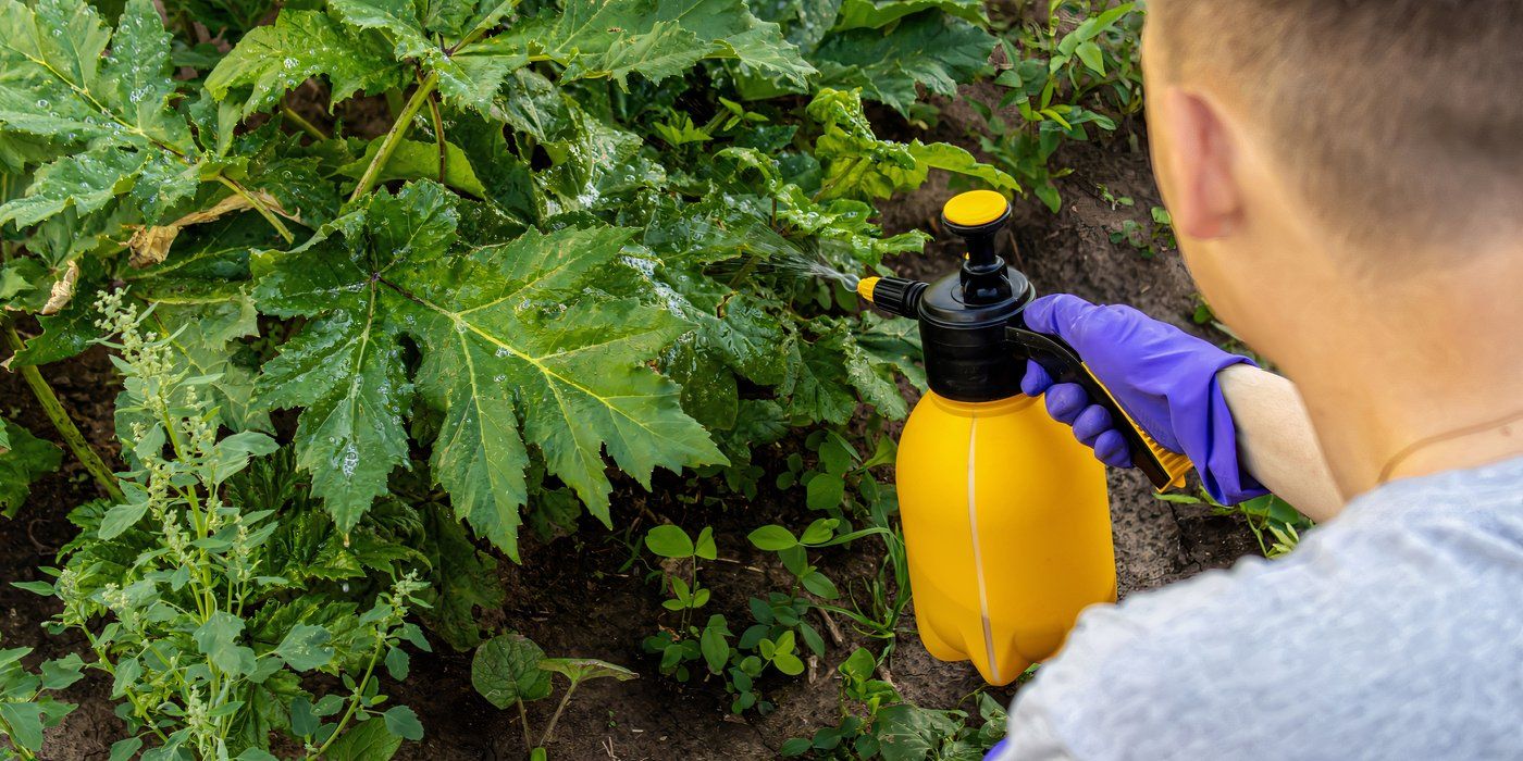 Invasive Plants Taking Over? Discover How to Reclaim Your Yard