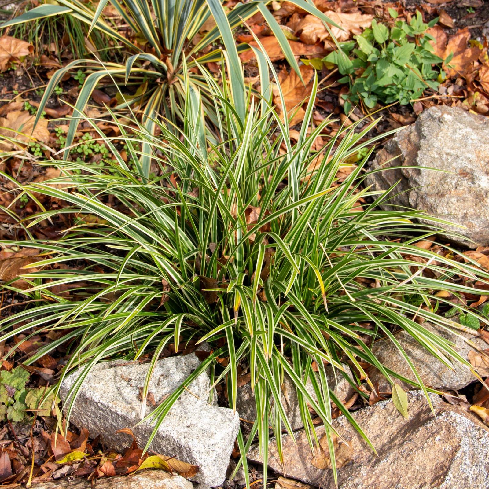 Best Grass to Plant between Pavers in Florida: Top Choices Revealed