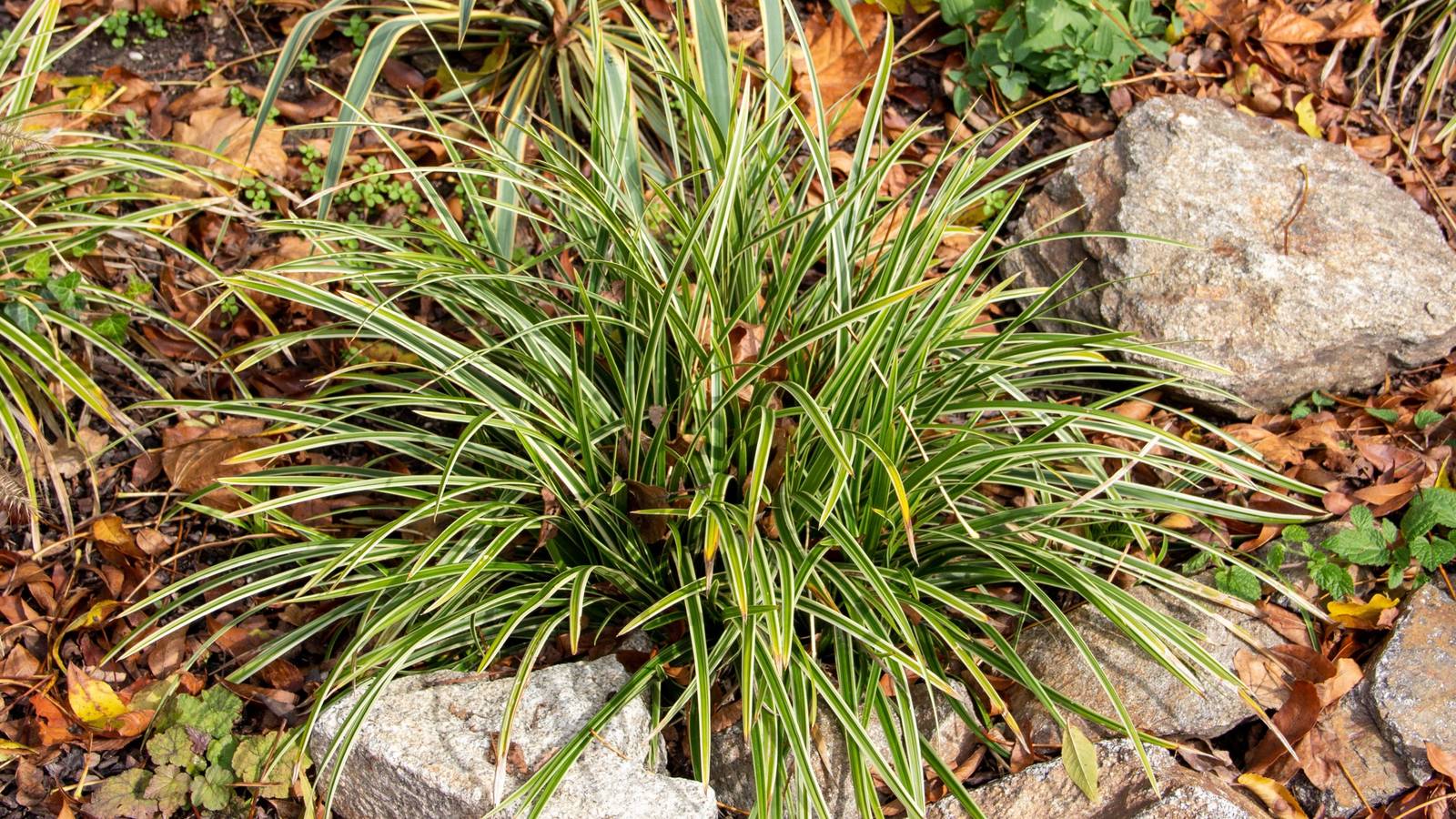 Consider Planting Between Pavers for a Lush, Natural Look With 5 Plants
