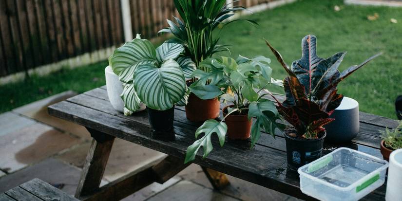large snake plant Snake Plant 'Zeylanica'