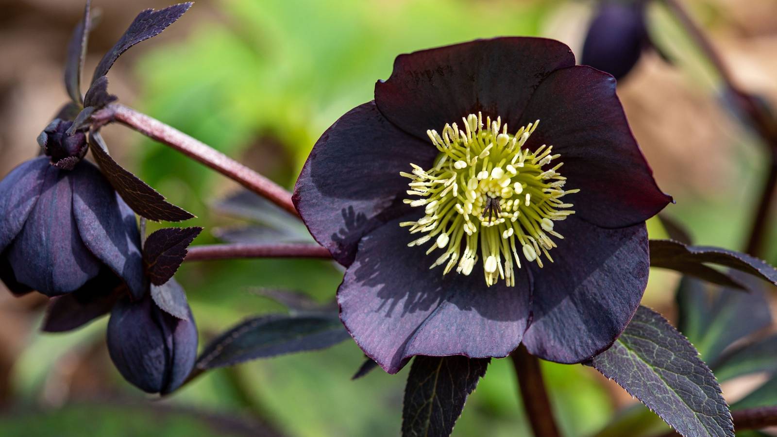 Use 6 Black and White Flowers to Create a Contrasting Garden