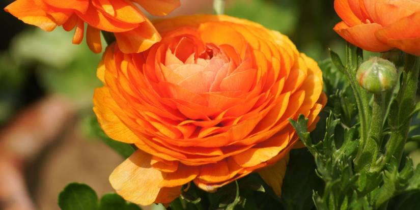 70s Ranunculus Meet the Flower and Plant of the Year