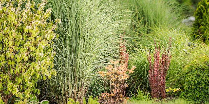Planting Patterns Master the Art of Planting Patterns: Design Dynamic, Sustainable Gardens