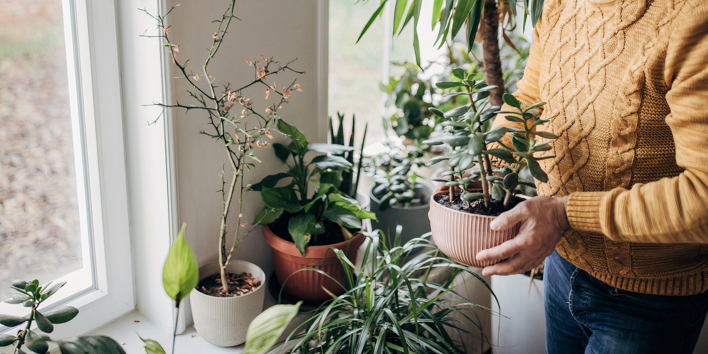 How To Use Houseplants To Help With Your Sobriety and Addiction Recovery