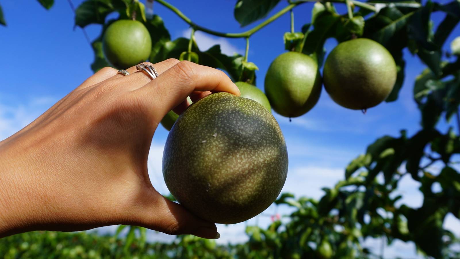 Growing Passion Fruit: A Step-by-Step Guide from Seed to Sweetness