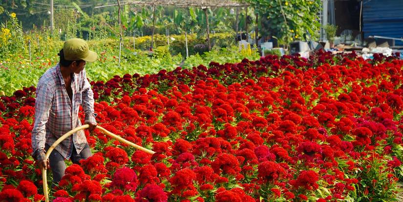 How to Grow a Profitable Flower Farm Right in Your Backyard
