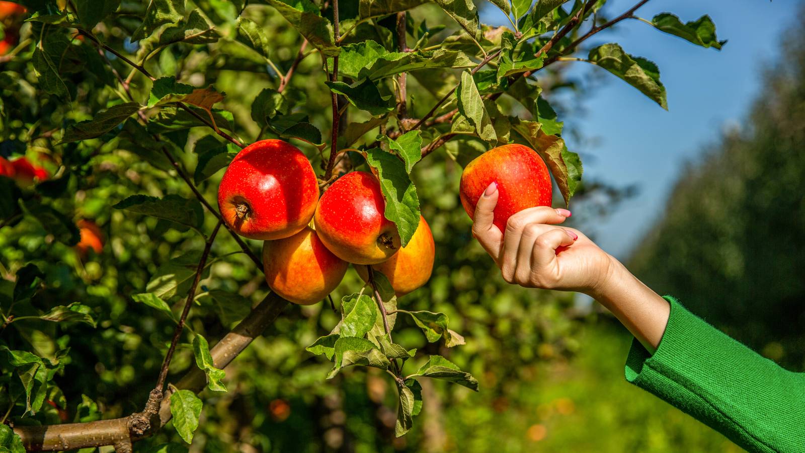 Picked Apple Grow Your Own Orchard: Essential Tips for Beginners