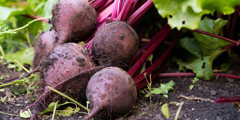5 Vegetables that are in Season During Fall