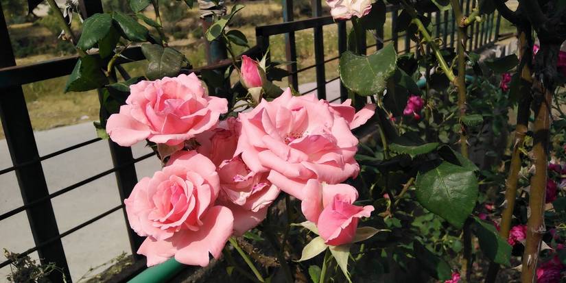 Pink grandiflora roses