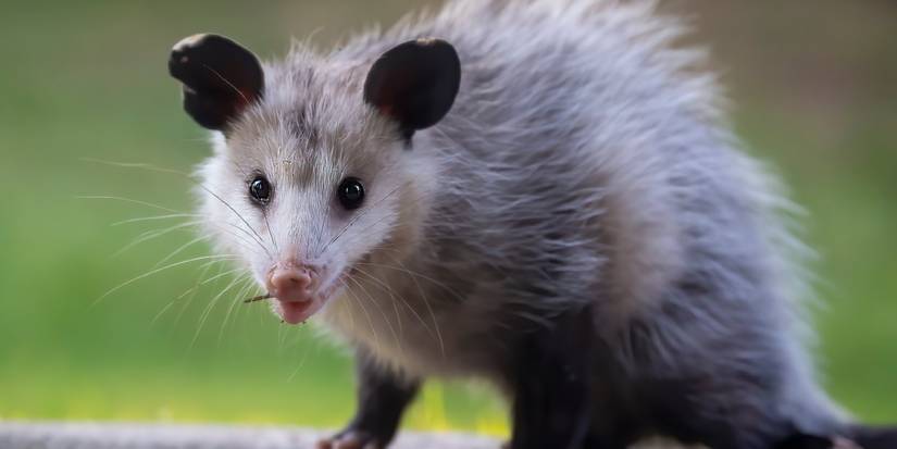 Possum Camera Preventing Potential Possum Problems