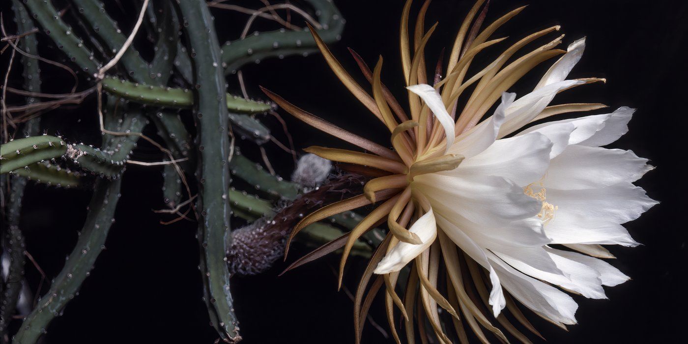 This Untouchable Beauty Blooms Only at Night