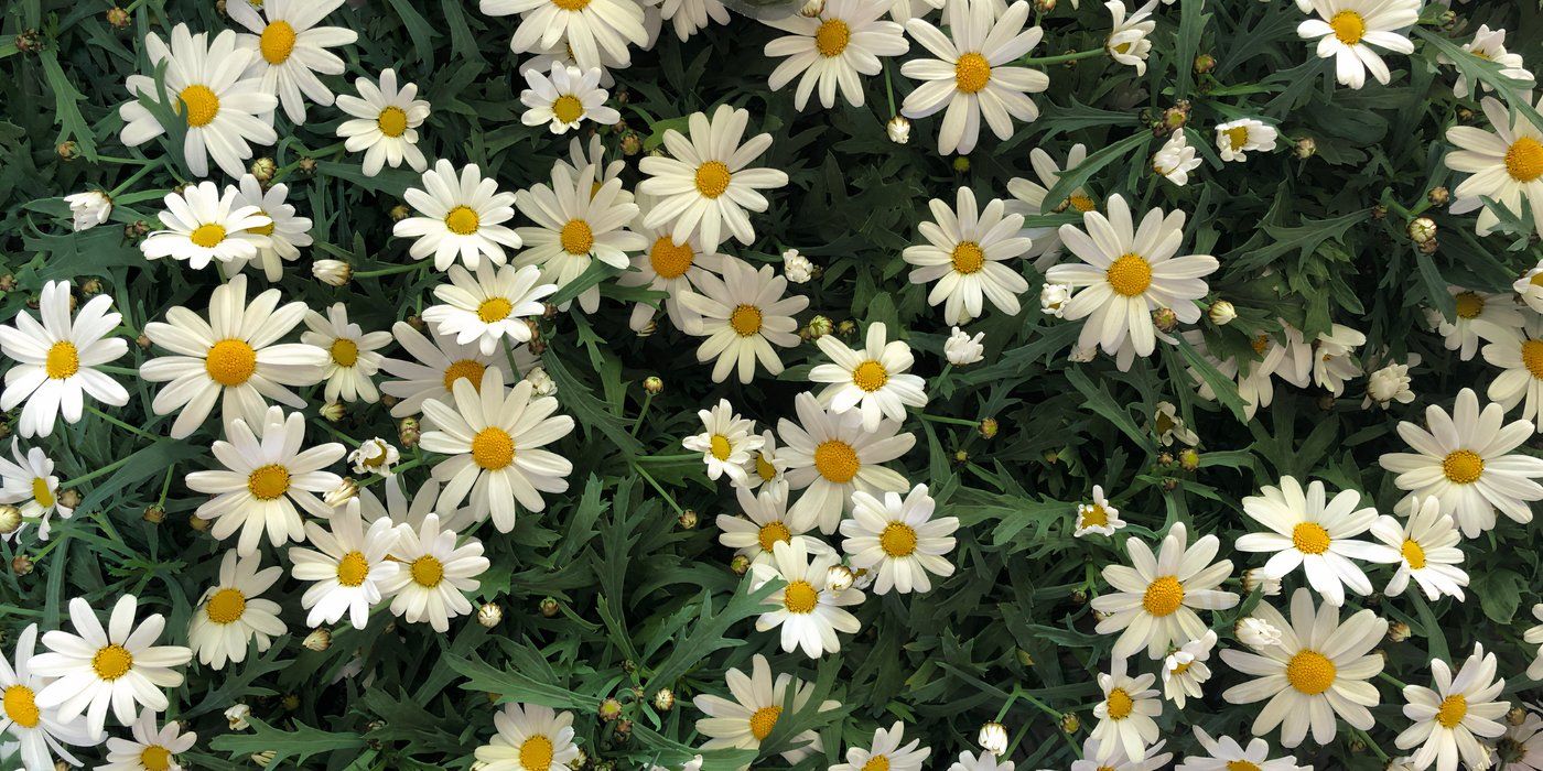 Grow Vegetables and Flowers Together for a Thriving, Pest-Free Garden