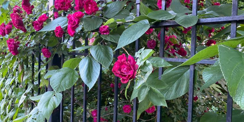 6 Creative Ideas to Transform Your Boring Garden Fence