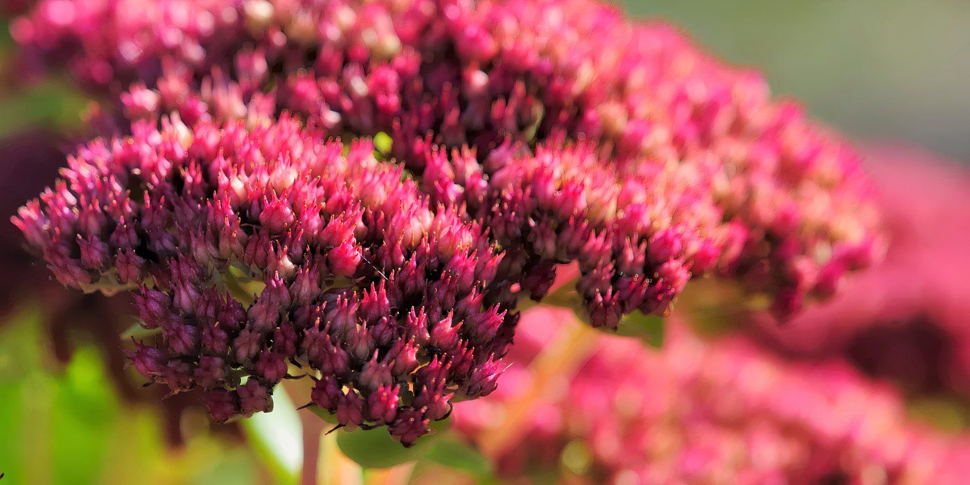 Add Plants With Texture To Your Garden or Bouquets for a Sensory Experience
