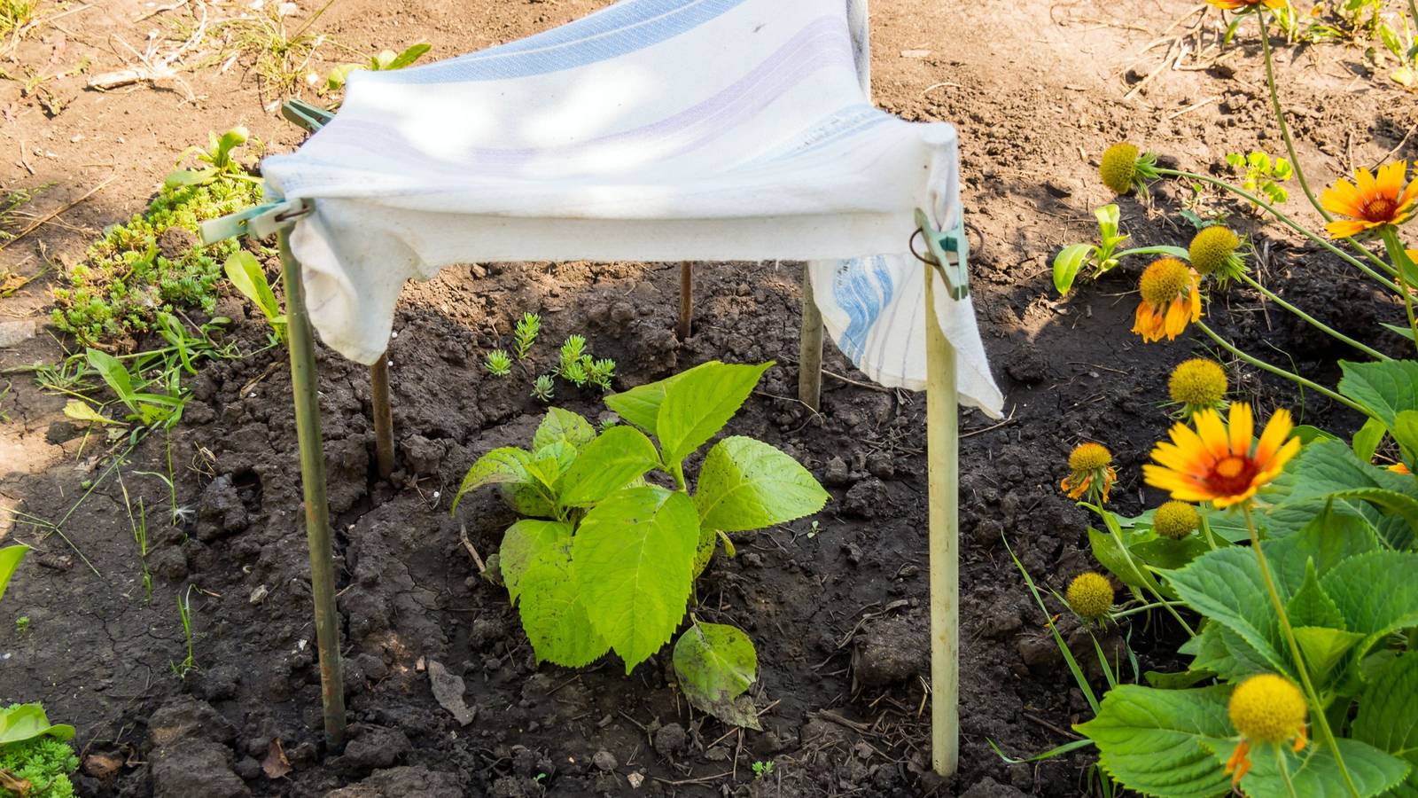 Keep Your Plants Cool: 8 Easy Hacks for Temporary Shade in Your Yard