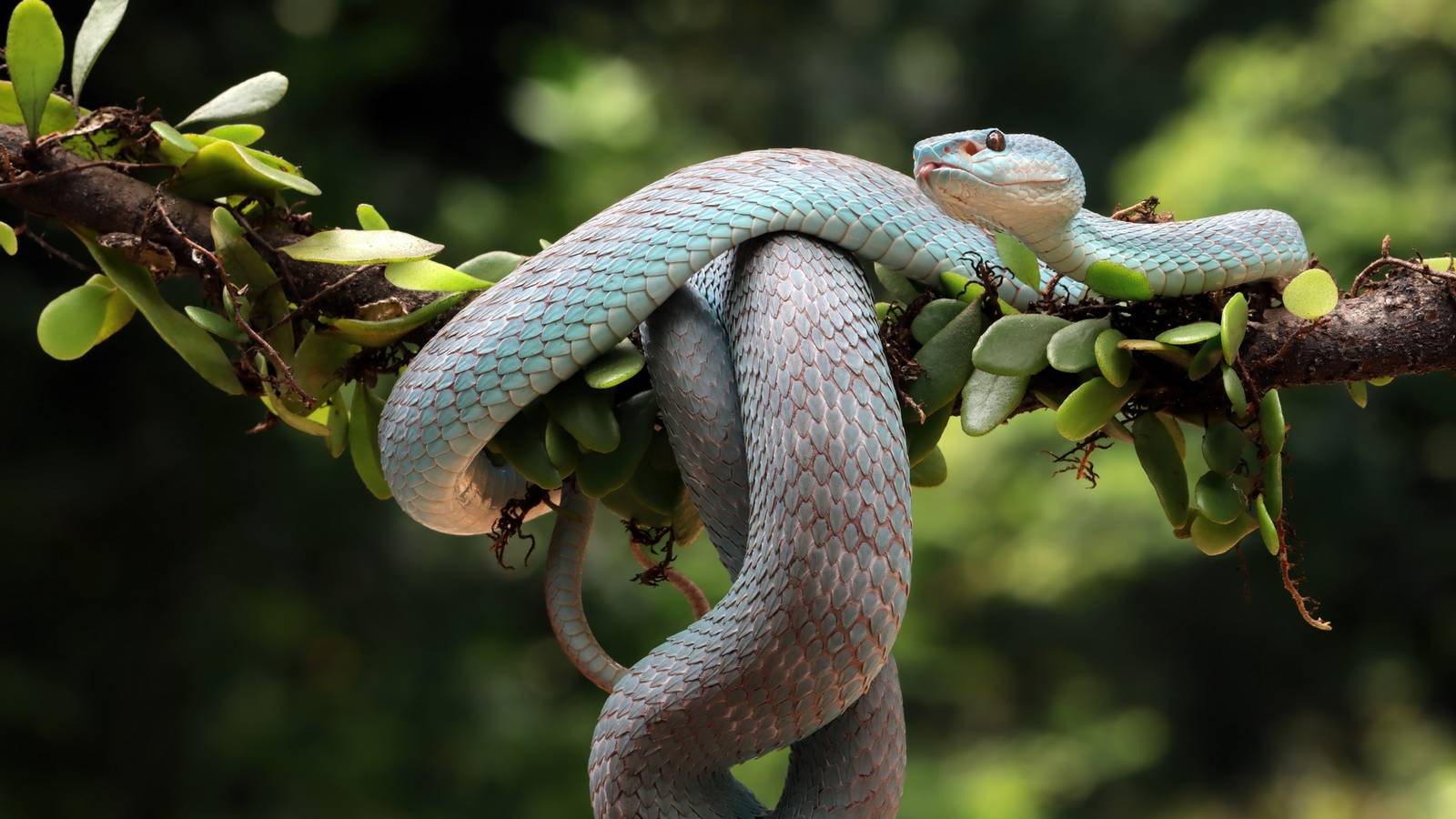 Things You Have Around the House That Repel Snakes