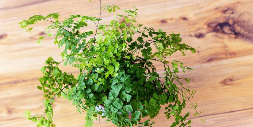 Southern maidenhair fern